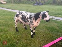 PEDIGREE DUTCH SPOTTED SHEARLING RAM - 2