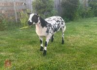 PEDIGREE DUTCH SPOTTED SHEARLING RAM - 3