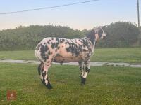 PEDIGREE DUTCH SPOTTED SHEARLING RAM - 4