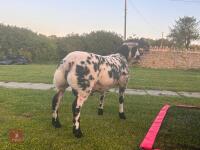 PEDIGREE DUTCH SPOTTED SHEARLING RAM - 5