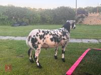 PEDIGREE DUTCH SPOTTED SHEARLING RAM - 6