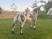 PEDIGREE DUTCH SPOTTED SHEARLING RAM - 7