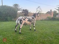 PEDIGREE DUTCH SPOTTED SHEARLING RAM - 8