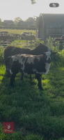 3MO PEDIGREE DUTCH SPOTTED RAM LAMB - 2