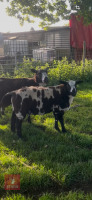 3MO PEDIGREE DUTCH SPOTTED RAM LAMB - 3