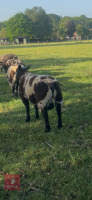 3MO PEDIGREE DUTCH SPOTTED RAM LAMB - 4
