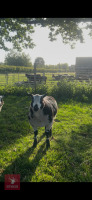 3MO PEDIGREE DUTCH SPOTTED RAM LAMB - 2
