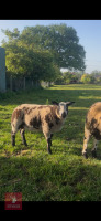 3MO PEDIGREE DUTCH SPOTTED RAM LAMB - 3