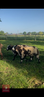 3MO PEDIGREE DUTCH SPOTTED EWE LAMB - 2