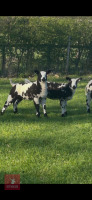 3MO PEDIGREE DUTCH SPOTTED EWE LAMB - 3
