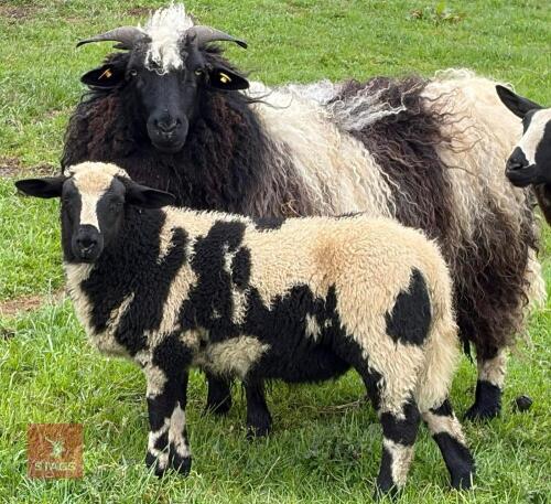 2 DUTCH SPOTTED X VALAIS EWES & 3 LAMBS - BIDS FOR THE GROUP