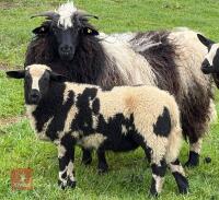 2 DUTCH SPOTTED X VALAIS EWES & 3 LAMBS - BIDS FOR THE GROUP