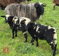 2 DUTCH SPOTTED X VALAIS EWES & 3 LAMBS - BIDS FOR THE GROUP - 2