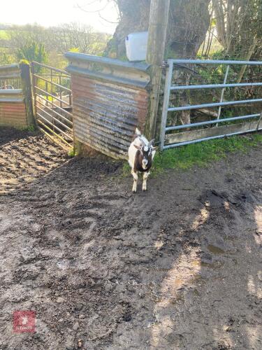 5MO PYGMY BILLY KID
