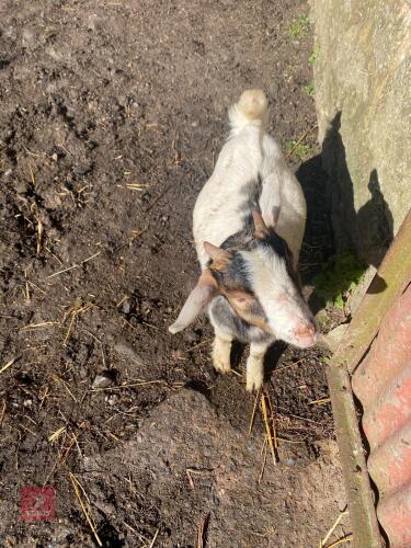3MO PYGMY BILLY KID