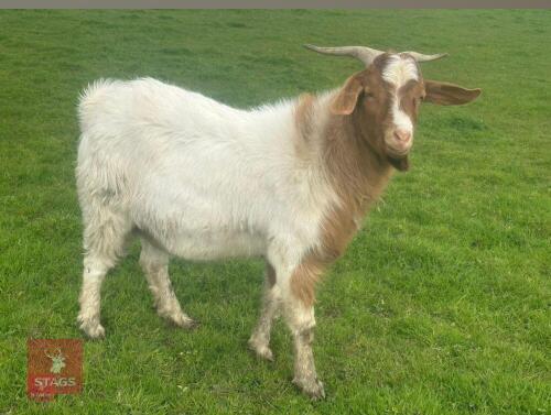 2YO BOER BILLY