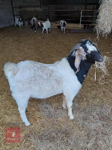 2YO PEDIGREE BOER BUCK