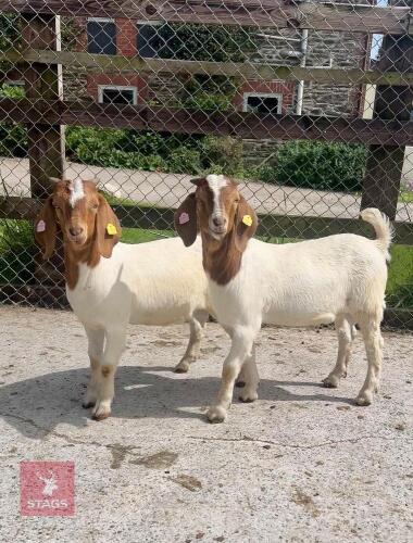 2 PEDIGREE BOER BUCK KIDS - BIDS PER LIFE