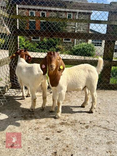 2 PEDIGREE BOER BUCK KIDS - BIDS PER LIFE