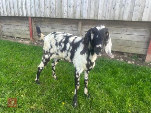2 X 8MO ANGALO NUBIAN WETHER GOATS - BIDS PER LIFE