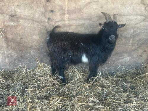 1YO PUREBRED PYGMY BILLY GOAT