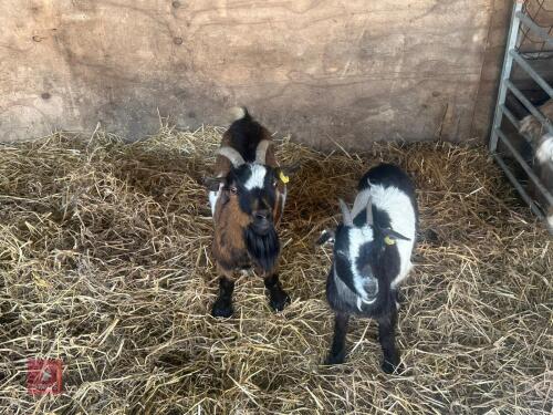 2 X 1YO PYGMY NANNY GOATS - BIDS PER LIFE