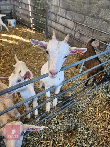 2 X 4MO SANNAN DOELING KIDS - BIDS PER LIFE