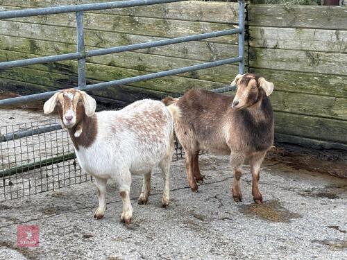 2 FEMALE FM GOATS - BIDS PER LIFE