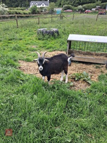 1YO PYGMY BILLY GOAT