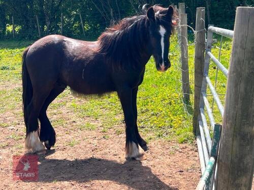 1YO 11.2HH COB X COLT