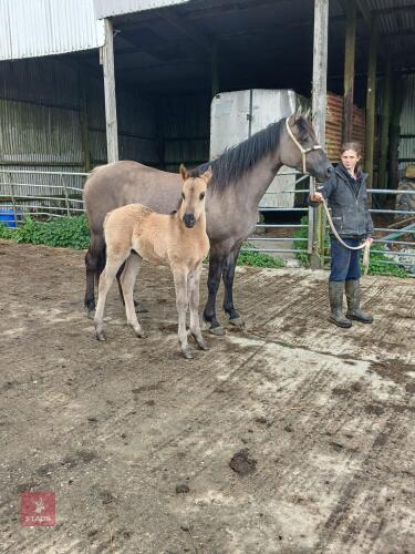 4YO 14.3HH MARE & COLT FOAL AT FOOT - BIDS FOR THE GROUP