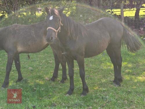 1YO DARTMOOR HILL PONY