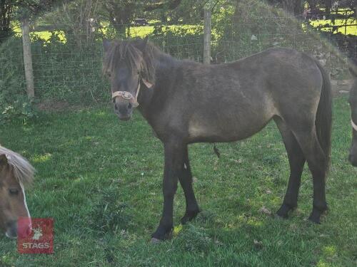 1YO DARTMOOR HILL PONY