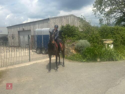 8YO 16HH THOROUGHBRED MARE