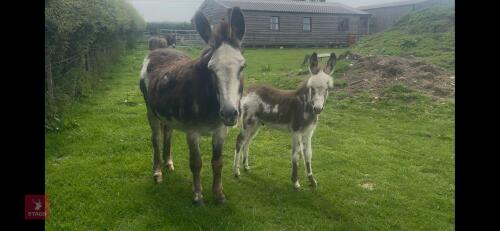 10YO JENNY DONKEY WITH JACK FOAL AT FOOT - BIDS PER LIFE