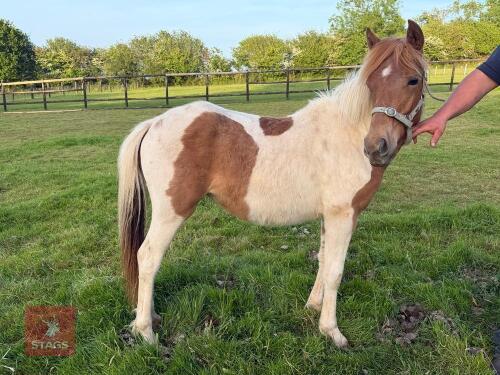 1YO WELSH X FILLY