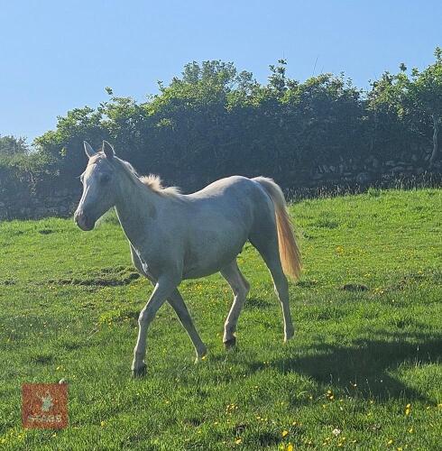 2YO 13HH PART BRED WELSH GELDING