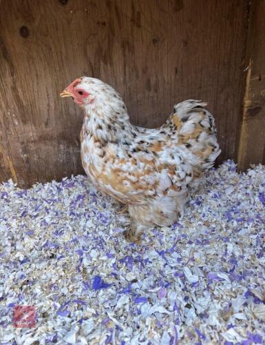 16WK MILLEFLUER PEKIN PULLET