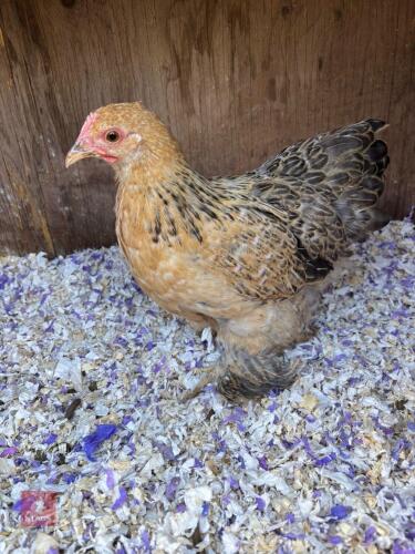 16WK BUFF PEKIN PULLET