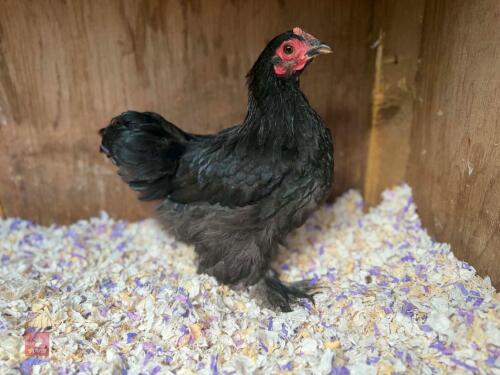 16WO BLACK PEKIN PULLET