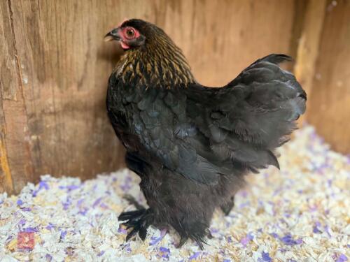 16WO COPPER BLACK PEKIN PULLET