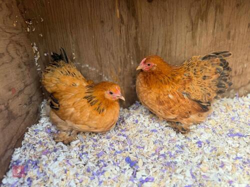 2 X 14WO BUFF PEKIN PULLETS - BIDS PER LIFE