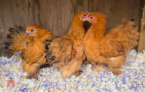 3 X 14WO BUFF PEKIN PULLETS - BIDS PER LIFE
