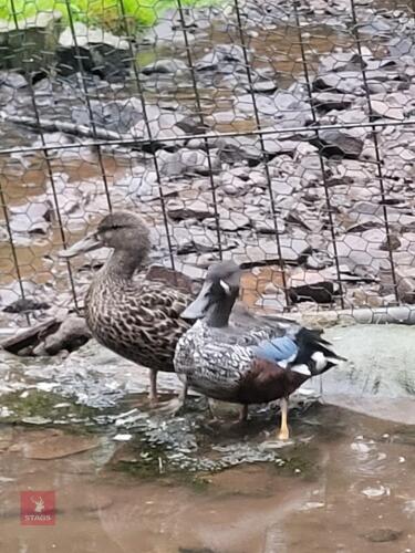 PAIR OF NEW ZEALAND SHOVELERS - BIDS PER LIFE