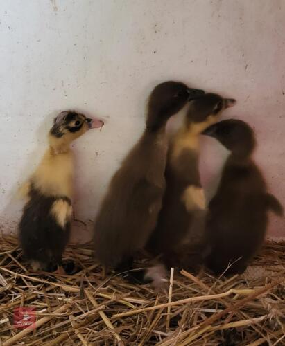 4 INDIAN RUNNER DUCKLINGS - BIDS PER LIFE