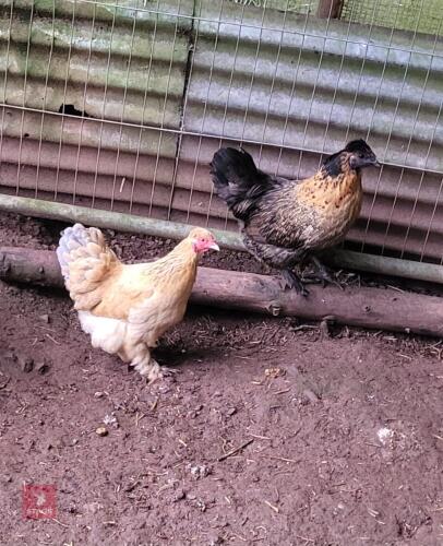 4 MIXED SILKIE X PEKIN HENS - BIDS PER LIFE