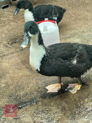 7 X 3MO SWEDISH BLACK DUCKS - BIDS PER LIFE