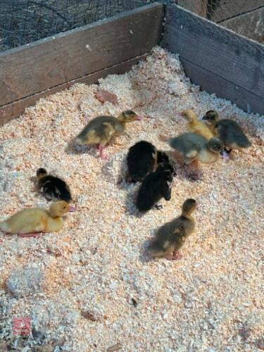 5 UNSEXED MIXED COLOUR RUNNER DUCKLINGS - BIDS FOR THE GROUP