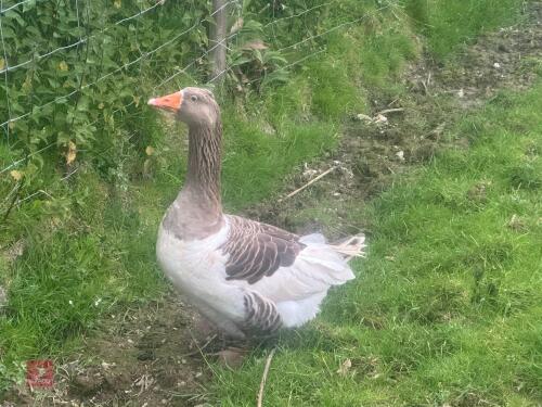 EMBLEM TOULOUSE HEN GOOSE