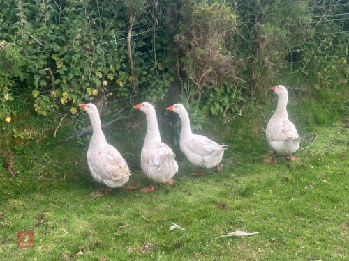 4 MIXED SEX EMBLEM TOULOUSE GEESE - BIDS PER LIFE